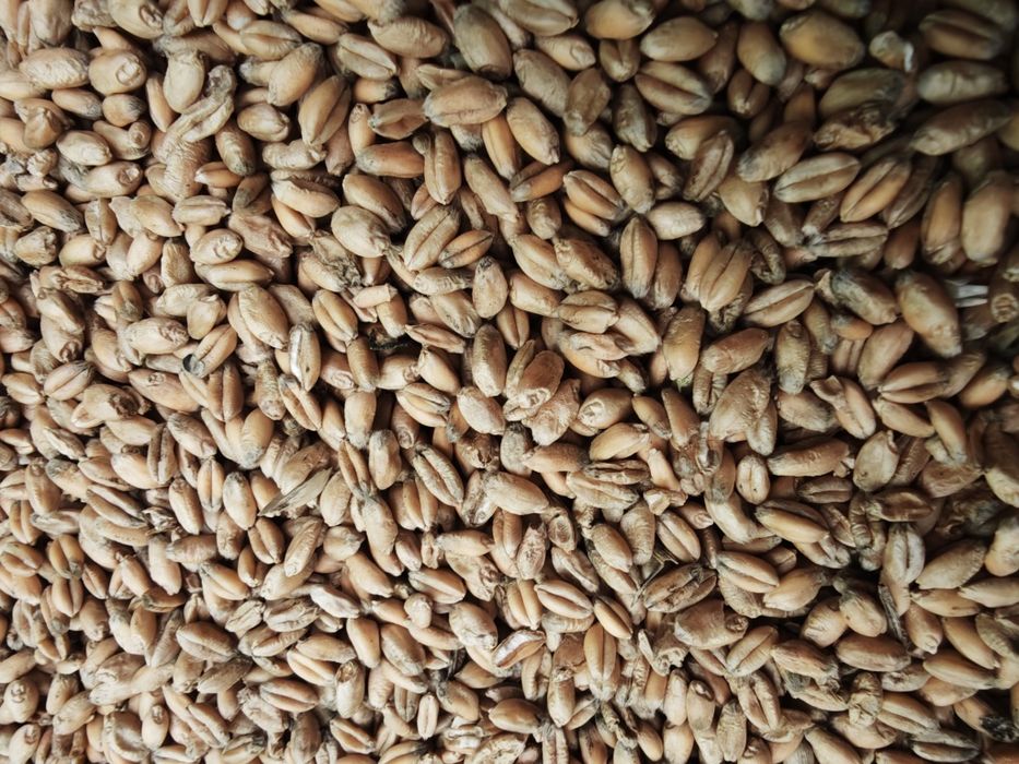 Pszenica ozima kukurydza jęczmień