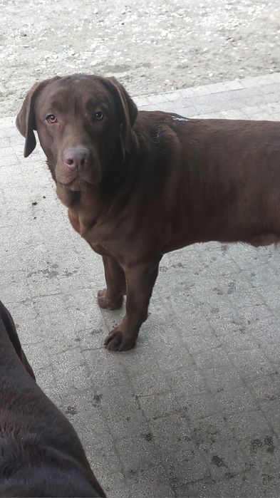 Labrador Retriever PIESEK