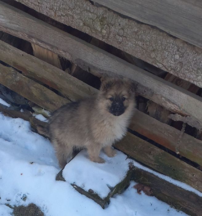 Kochana suczka do oddania za darmo