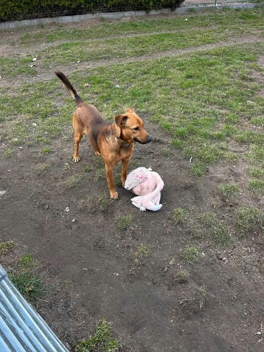 Samiec do adopcji za darmo