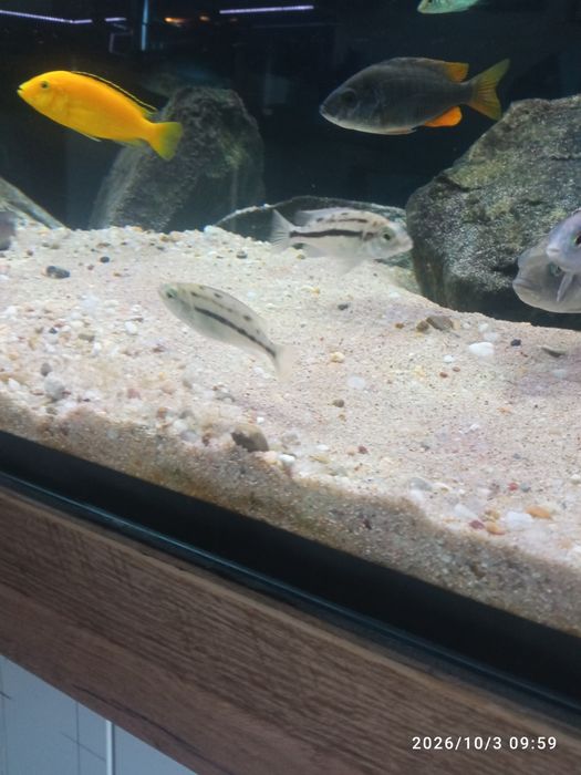 Protomelas taeniolatus red empress mlode