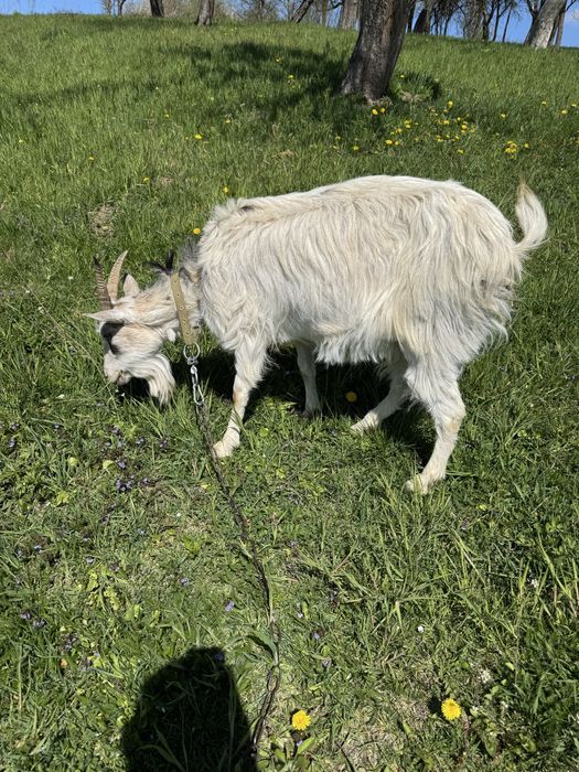 Продається дояча коза