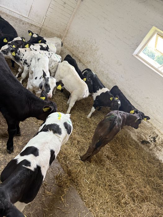 Sprzedam byczki oraz jalowki