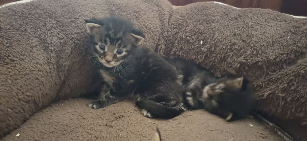 Gatinho maine coon