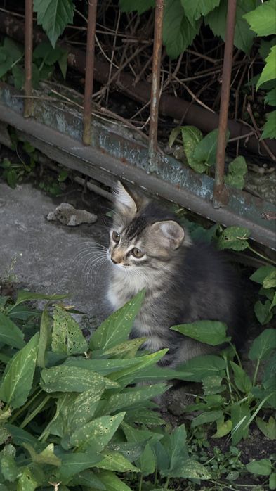 5 кошенят шукають люблячу родину