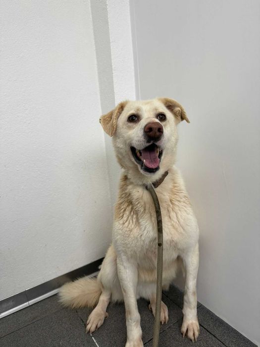 Cadela para adoçao (Alana)