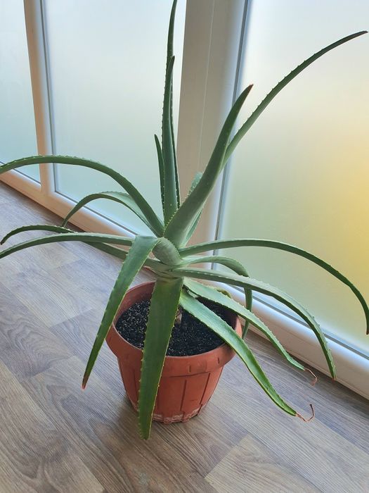 Алое вера (лікувальна рослина) з горщиком