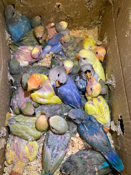 Agapornis Roseicollis Domesticados ( Loja Profissional )
