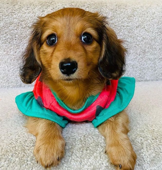 Кроляча довгошерстна красуня