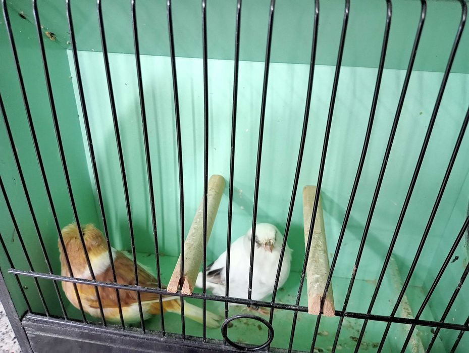 Canários Glosters para ceder