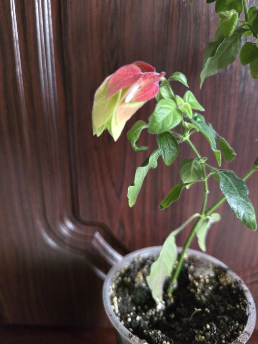 Продам цветок Белопероне