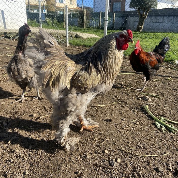 Galos de raça brahma e jersey
