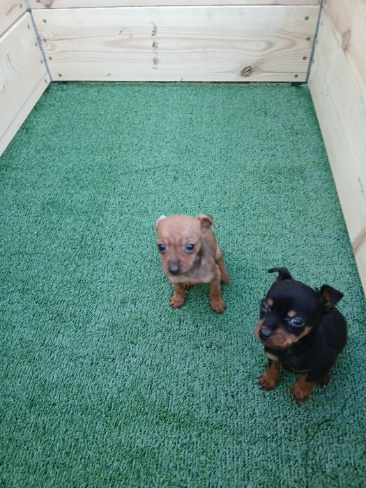Pinscher  Pinscher