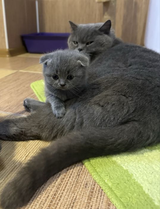 Грайливі шотландські котенятка
