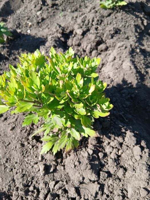 Хризантеми два кольори.