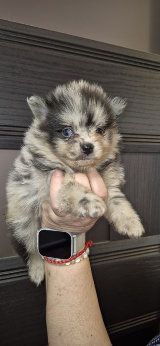 Хлопчик шпіц мерле з блакитним оком