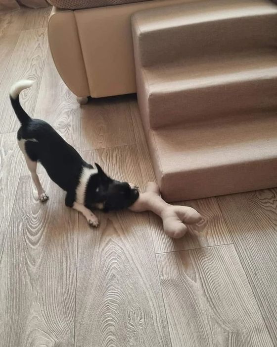 Сходинка для песиків. Світло-бежева