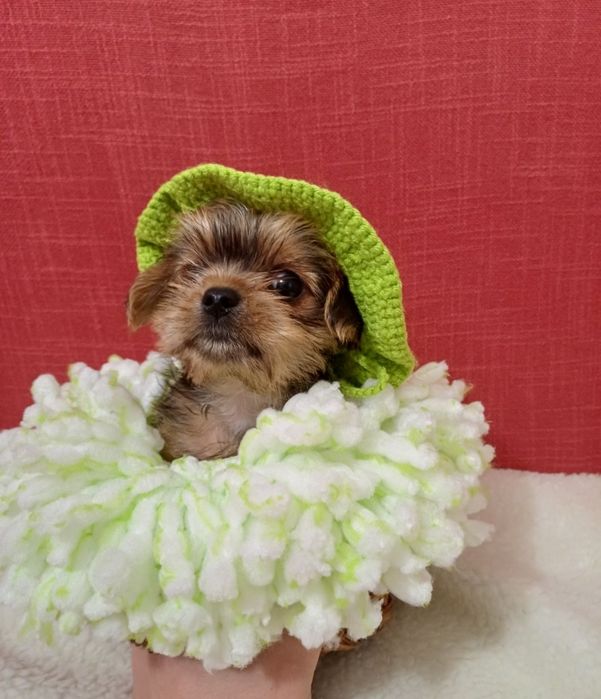 Срочно шикарные щенки йоркширский терьер