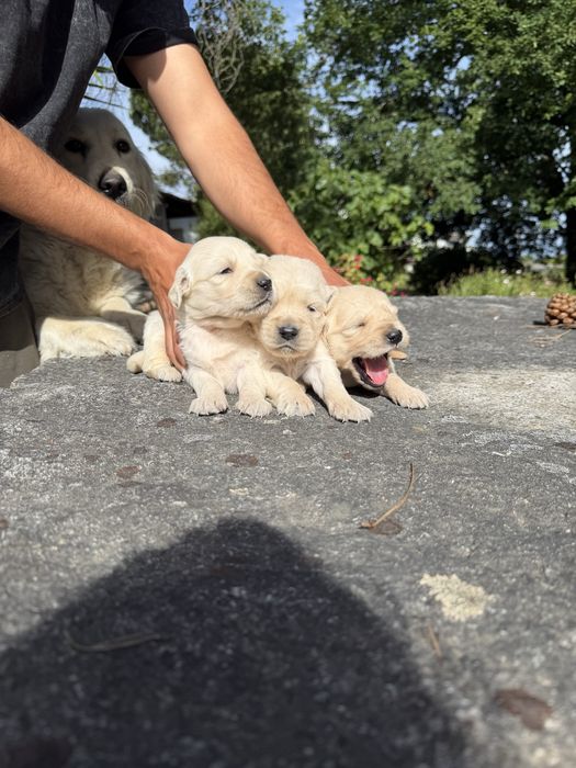 Golden Retriever