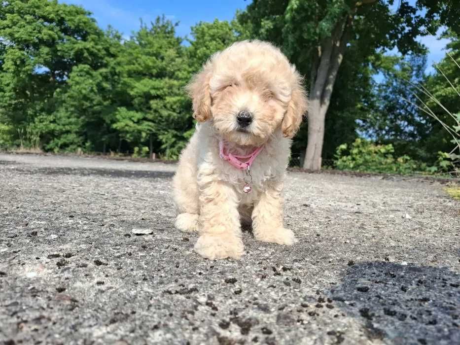 Maltipoo bege disponivel