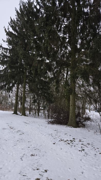 Drzewa świerki na pniu na deski więźba