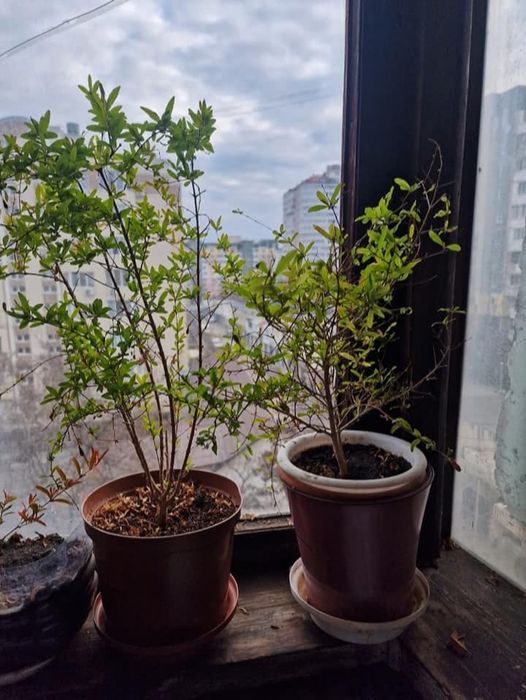 Саджанці Гранату кімнатного