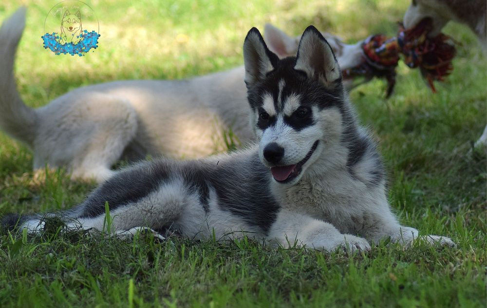 Siberian Husky ZKwP/FCI po championach
