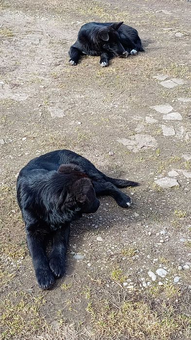 Oddam dwa czarne pieski