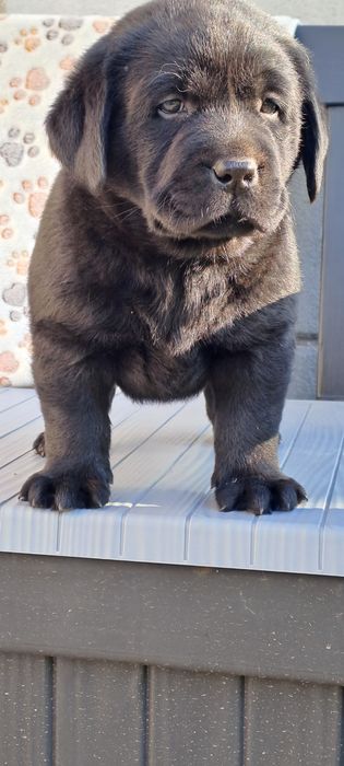 Labrador retriever czarny szczeniak
