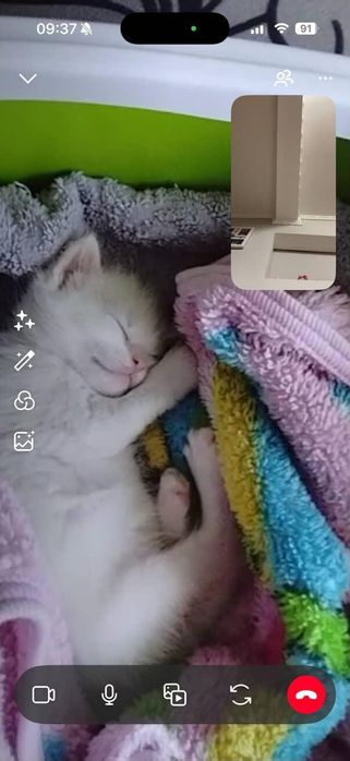 Кошенята від мами шотландки