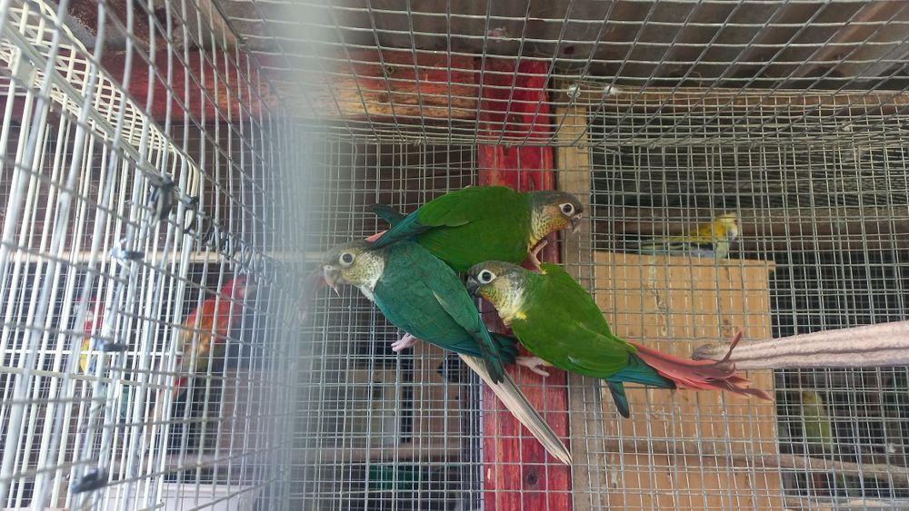 Três piurras novas para venda