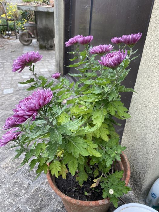 crisântemo roxo e amarelo