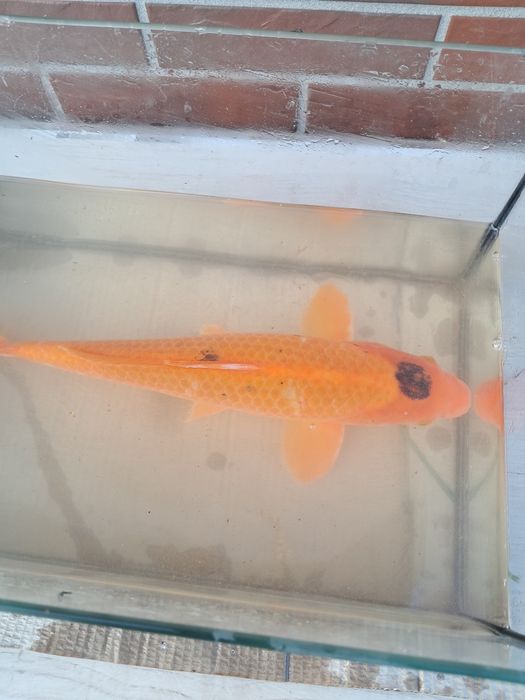 Karp karpie  koi 40 cm