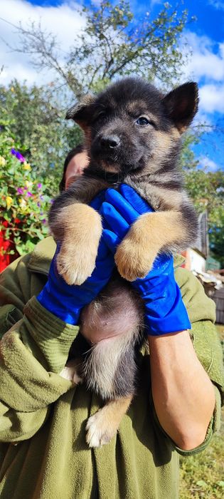 Продаж ! Дівчинка та хлопчик