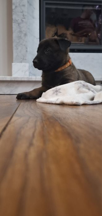 Owczarek belgijski

Z ogromną radością przedstaw