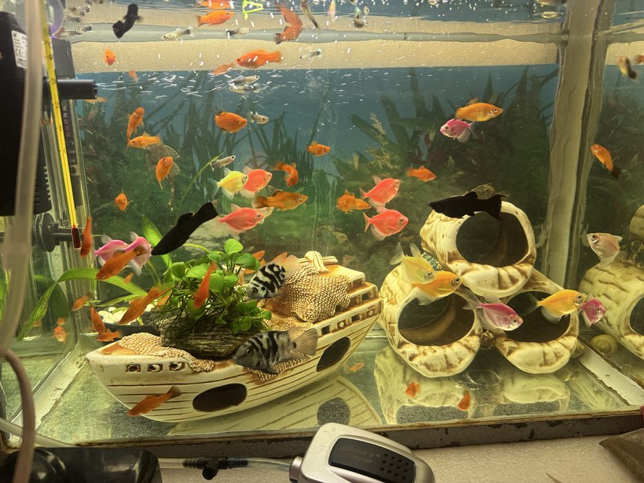 Продаються рибки