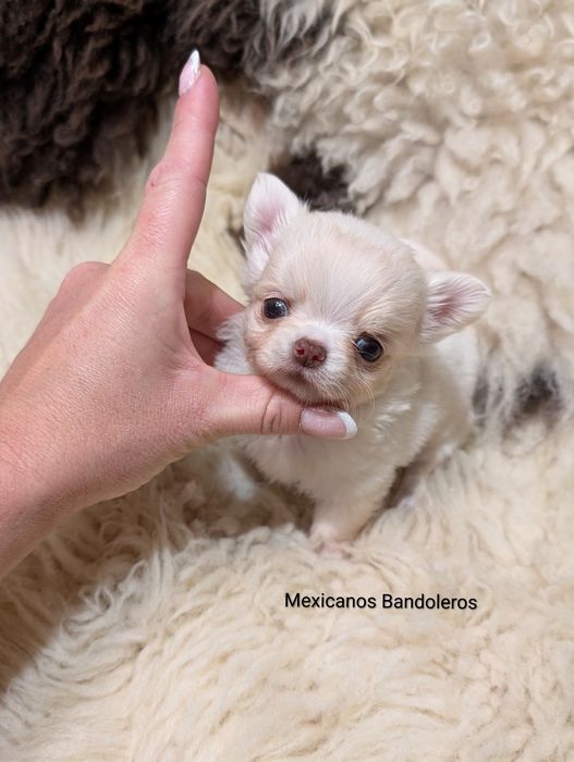 NAJPIĘKNIEJSZA MINI MINI Laleczka chihuahua. Długowłosa Misia !