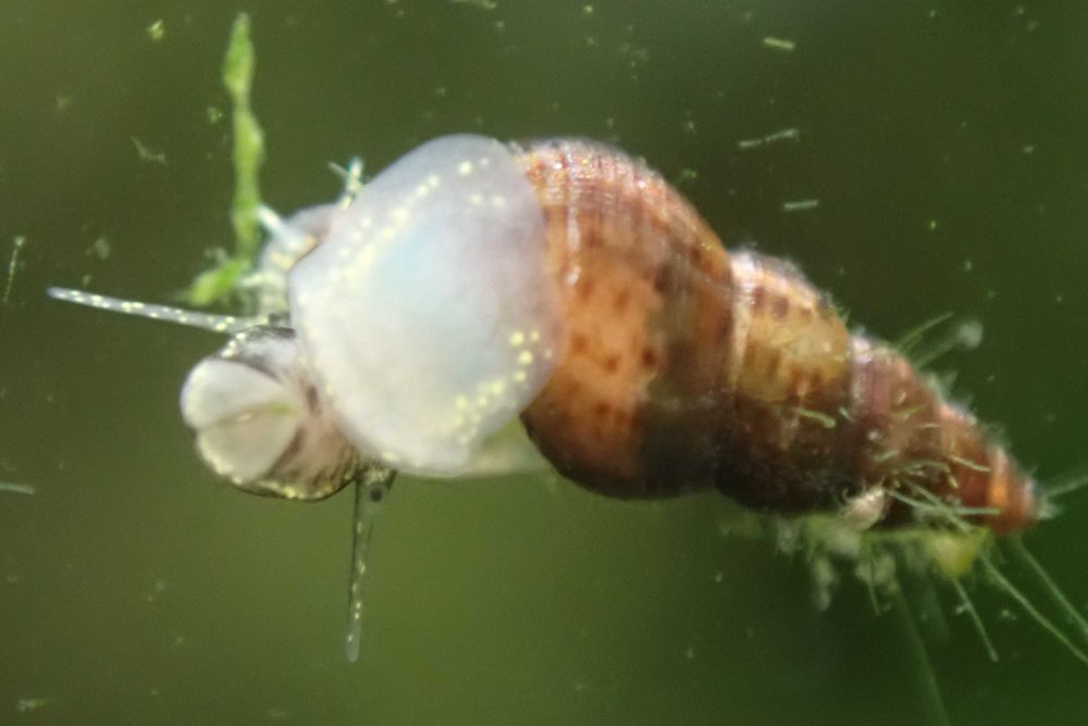 Ślimak świderek czyściciel akwarium