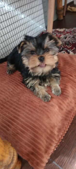 Маленькі йоркшерські тер'єри