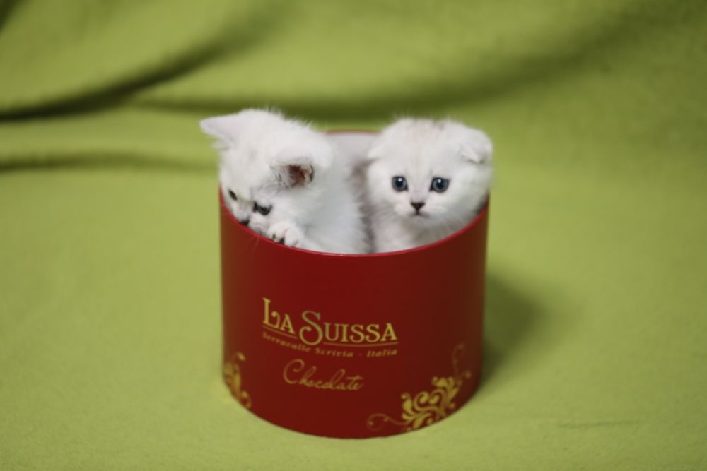 Неймовірні кошенята срібна шиншила