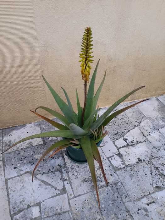 Mudas de Aloe Vera caseiro