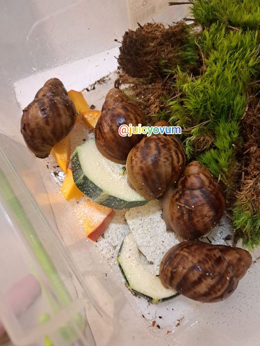 Архахатіна маргіната овум