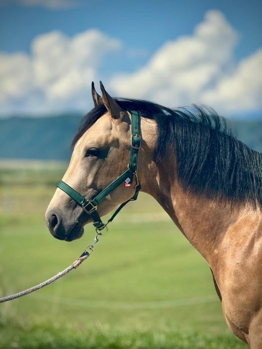 Ogier AQH 3 lata reining