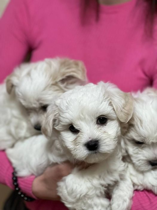 Цуценята мальтійської болонки