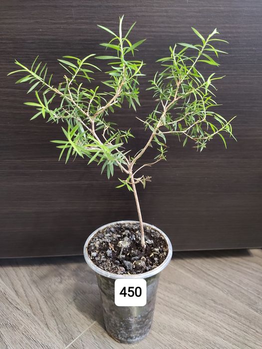 Австралийское чайное дерево Melaleuca  bracteata