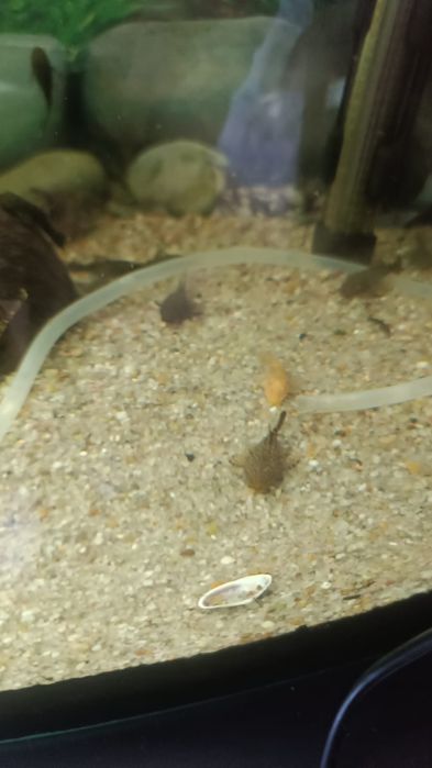 Glonojad rybka akwariowa złoty szary czarny 1-2 cm molinezja gupik