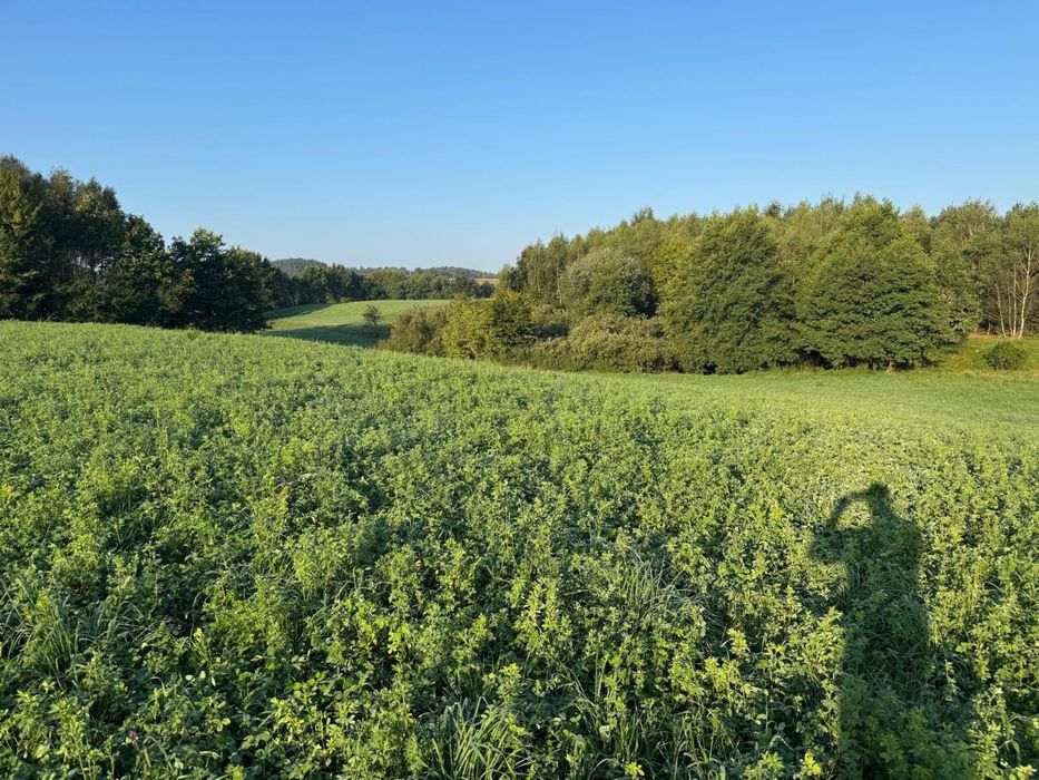 Działka Ramleje 1.5 km od Ostrzyc - Widok 6
