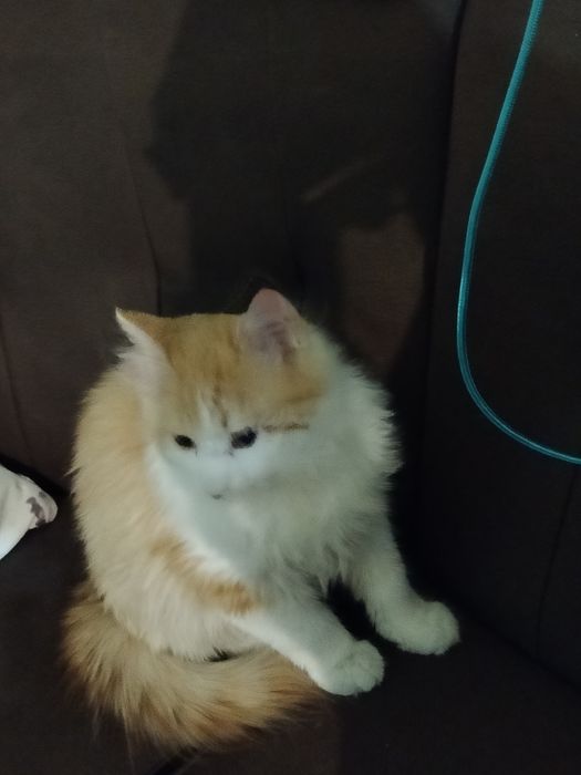 Котик,лагідний шукає сім'ю