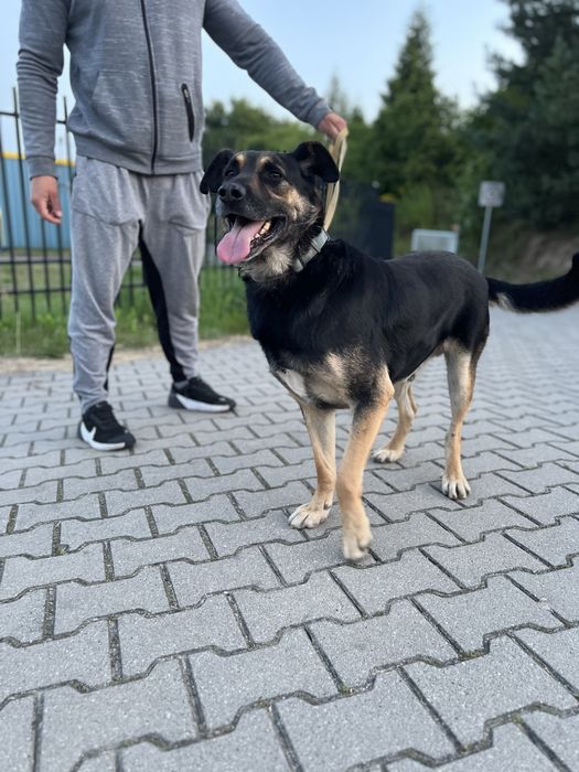 Borysek szuka domku