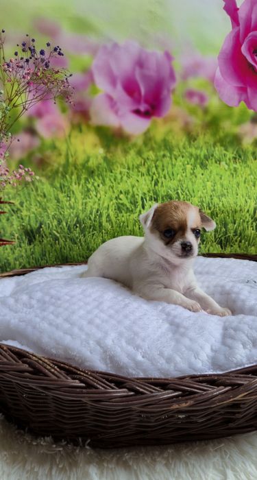 Śliczny chłopczyk chihuahua krótkowłosy